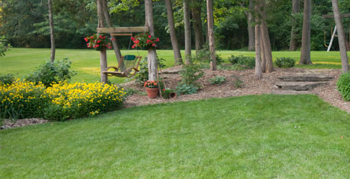 Fescue Lawn Care