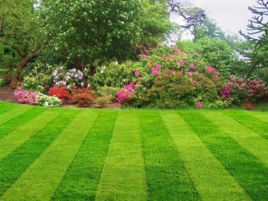 Lawn Fertilizing in Suwanee